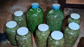 У наркоторговця в Дрогобичі вилучили марихуану на один мільйон гривень