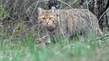 Дикий лісовий кіт
