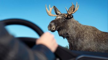 Водій на трасі Київ - Чоп збив лося і уник покарання