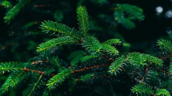 У Львові з 8 січня забиратимуть ялинки на перероблення