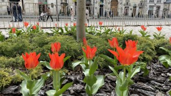 У Львові зацвіли перші тюльпани (фото)