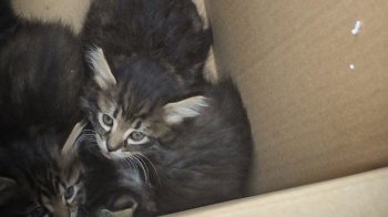 Фото: ДСНС Львівщини