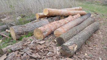 Зрубані сосни, фото умовне