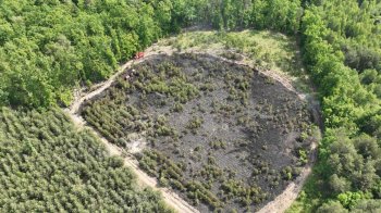 Згорілий ліс на Золочівщині внаслідок падіння ворожого шахеда