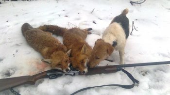 На Львівщині мисливці розпочали відстріл хижаків