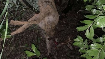 Браконьєри вбили козулю поблизу села Стоянів на Львівщині