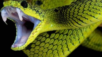 На Турківщині через укус змії жінка потрапила до лікарні