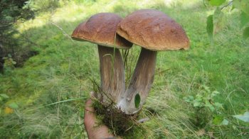 Де збирати гриби на Львівщині