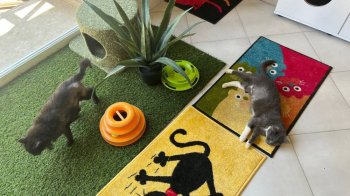 У Львові з’явився котобудиночок: тут уже живе 30 тваринок