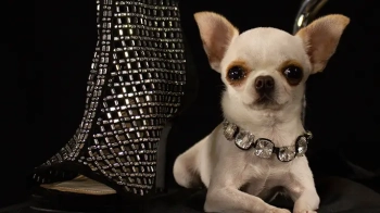 9-сантиметрову чихуахуа Перл визнали найнижчою собакою у світі (фото)