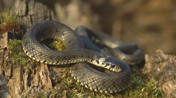 На Стрийщині чоловіка вкусила в руку змія: потерпілий у лікарні