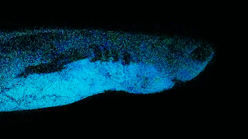 Учені виявили акул, які світяться в темряві