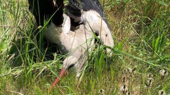 Патрульні поліцейські врятували лелеку.