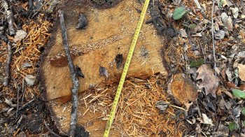 Біля Бібрки невідомі вирубали дерев на понад 1 млн грн