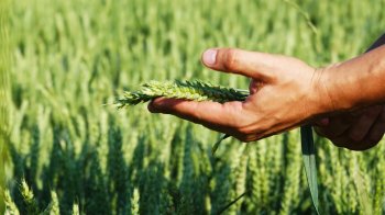 АМКУ дозволив засновнику OKKO купити агрофірму на Львівщині та частку електрозаправок