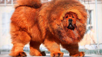 Як вибрати породу собаки