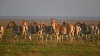 Росіяни вивозять тварин із заповідника  “Асканія-Нова” до Краснодару в “Сафарі-парк”