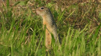 На Львівщині виявили оселище червонокнижного ховраха
