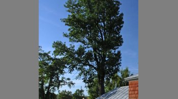 66-річний мешканець Львівщини зрізав бензопилою ботанічну пам’ятку природи