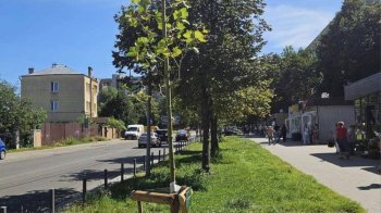 Платан кленолистий