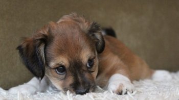 Місцевий житель Турки вбив вилами цуценя