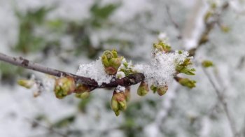 Температура повітря у Львові третій день поспіль б’є рекорди
