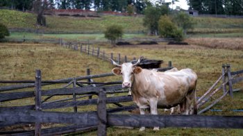 Фото: Oleh Morhun