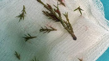 8-місячний малюк з Львівщини ледь не задихнувся гілочками живої ялинки