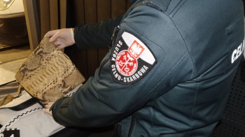 Вилучення сумочки з пітона