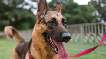 У Сихівському районі Львова облаштують майданчик для вигулу собак: коли його відкриють