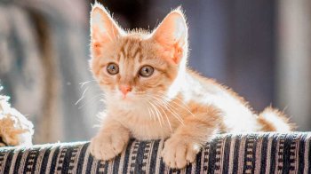 Не лише цитрусові: які запахи не люблять коти та чому вони можуть викликати стрес