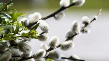 Купити вербу та допомогти військовим: УГКЦ оголосила про благодійну акцію до свята