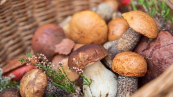 Стартував сезон тихого полювання: які гриби уже є та де їх шукати на Львівщині