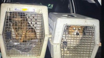 На Самбірщині 57-річний чоловік силоміць заливав собакам у пащі алкоголь