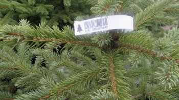 Розпочали перевірки: на Львівщині штрафуватимуть за незаконні ялинки