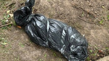 Вбитий собака