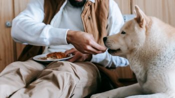 Які продукти не можна давати собакам і котам
