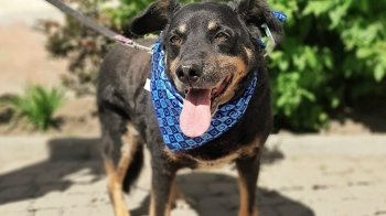 У Львові шукають фотографів для безпритульних собак