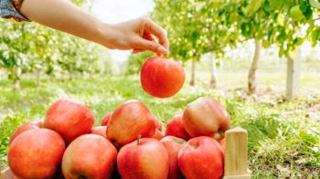 Аграрії Львівщини отримають грантову допомогу на вирощування ягід і фруктів