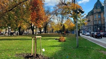 У Львові висадять майже тисячу дерев та понад 6 тисяч кущів