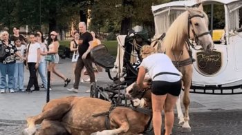 Міськрада Львова заборонила використання коней у центрі міста