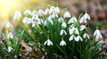 підсніжники