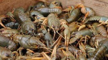 З 5 серпня ловити раків на Львівщині буде заборонено