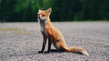 Домівка врятованих тварин просить про допомогу і запрошує на ярмарок