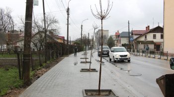 У Дрогобичі посадили алею кленів Глобозумів