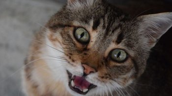 На Самбірщині кіт розбудив господарів під час пожежі та врятував їм життя