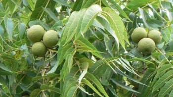 В Україні заборонили висаджувати у лісі деякі дерева: перелік