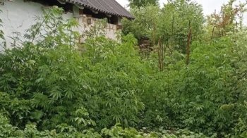 На Львівщині засудили чоловіка, який продавав односельцям канабіс