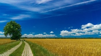 Середня вартість гектара на Львівщині майже вдвічі перевищує ціну по Україні