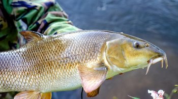 Рибалку з Львівщини оштрафували за вилов однієї червонокнижної марени